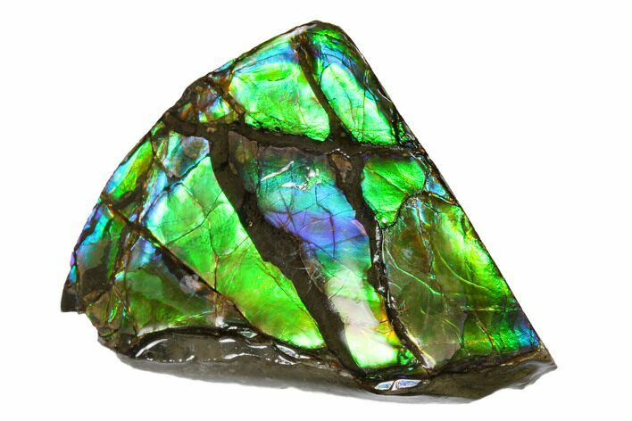 Iridescent Ammolite (Fossil Ammonite Shell) - Alberta, Canada #156739